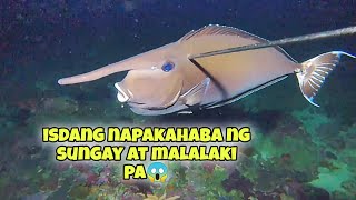 ISDANG NAPAKAHABA NG SUNGAY AT MALALAKI PA😱 JACKPOT!!🤩 #kapanatv #fishing #gopro #viral #REPOST