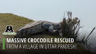 Massive Crocodile Rescued From A Village In Uttar Pradesh!