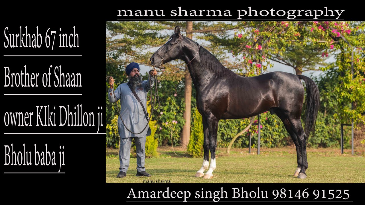 Stallion Surkhab 67 inc brother of stallion Shaan