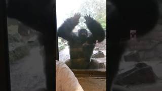 Download Lagu #gorilla scared me. #Zola MP3