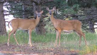 Herd Of Deer Show Up on a Hunters Cam ! by Lucky Bird 329 views 2 years ago 2 minutes, 53 seconds