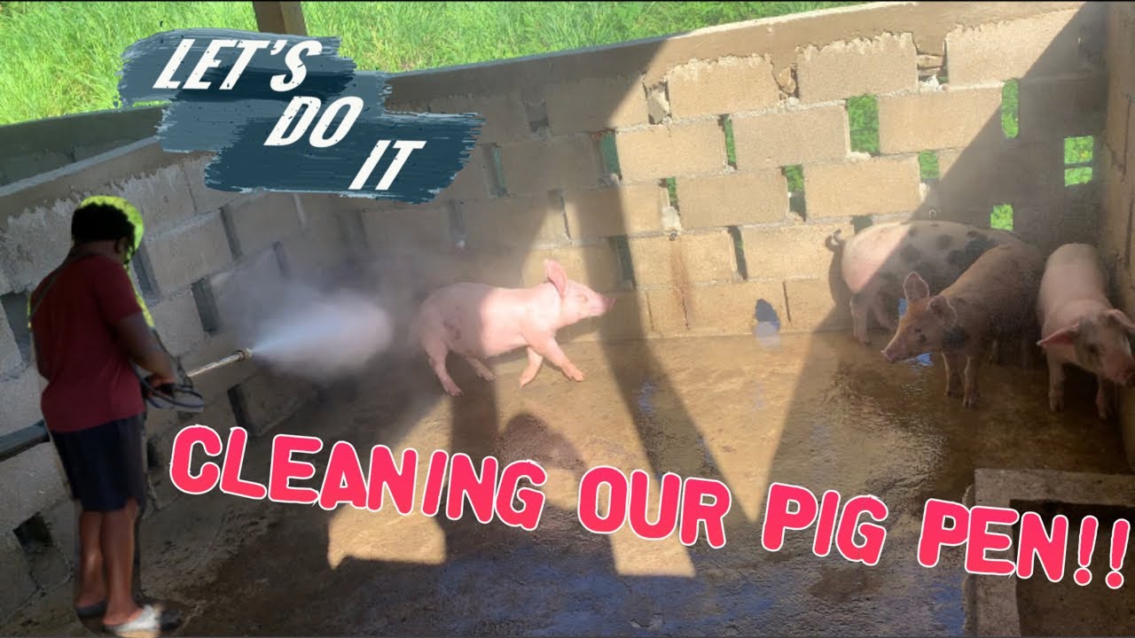 How to clean a pig pen YouTube