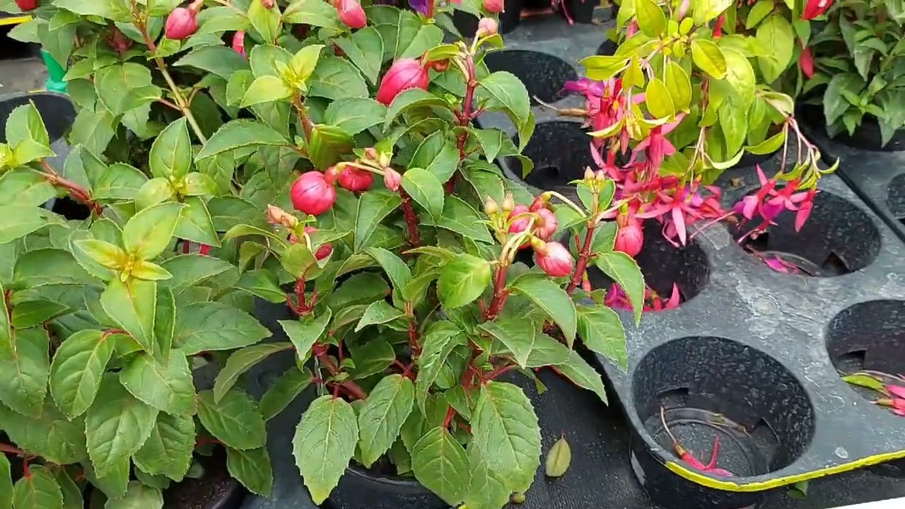 ярмарка  фуксий в Германии, Бавария,,,, Вемдинг,,,# фуксии #