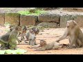 All activities of monkey Sovana during training with wild monkeys & living in the pagoda