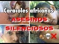 CARACOLES AFRICANOS - peligro silencioso - enrique rios