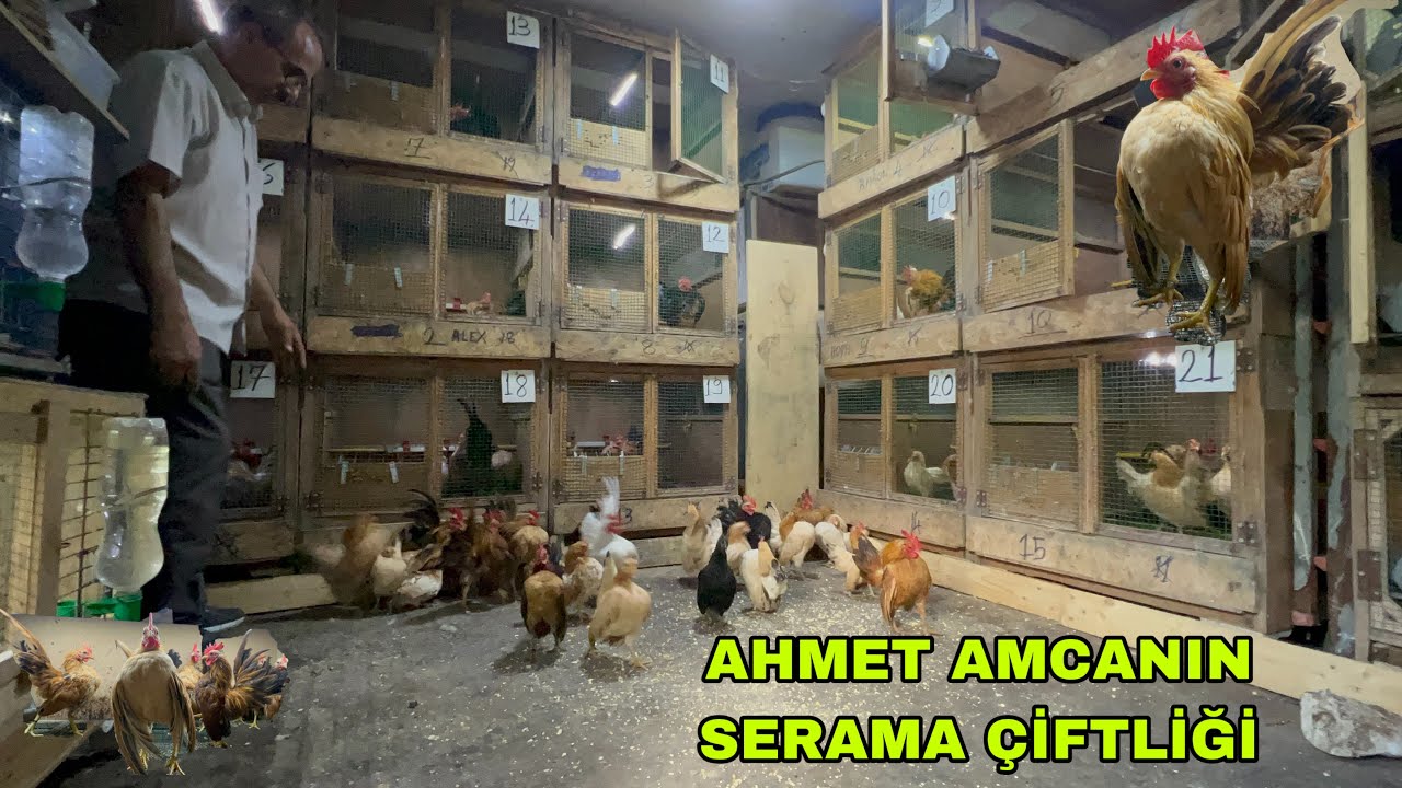 TÜRKİYE NİN EN İDDALI VE EN İLGİNÇ TAVUKLARI TÜRKİYE DE TEK.        MALEZYA SERAMA