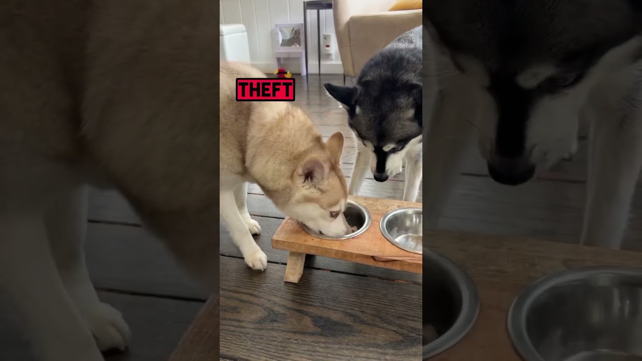 Crimes My Sassy Mini Husky Has Committed Against His Sister