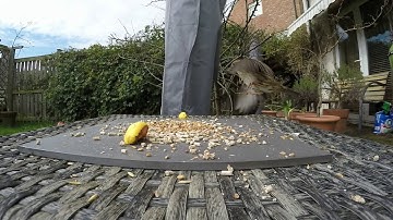 Gopro ultra slow motion with flux