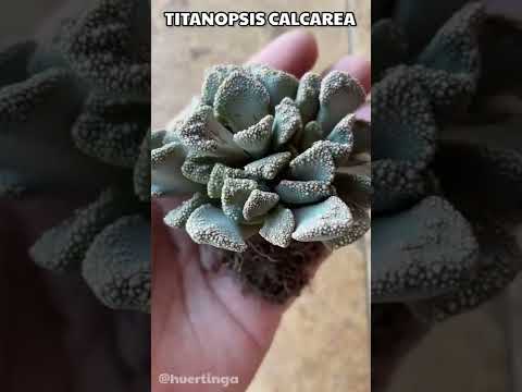 Vídeo: Titanopsis Concrete Leaf Plant Info - Cultivo de plantas suculentas de concreto folha