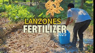 Lanzones Farming Philippines:Fertilizer application and management