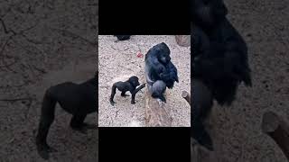 A monkey touching his father's butt - Watch its reaction 😂