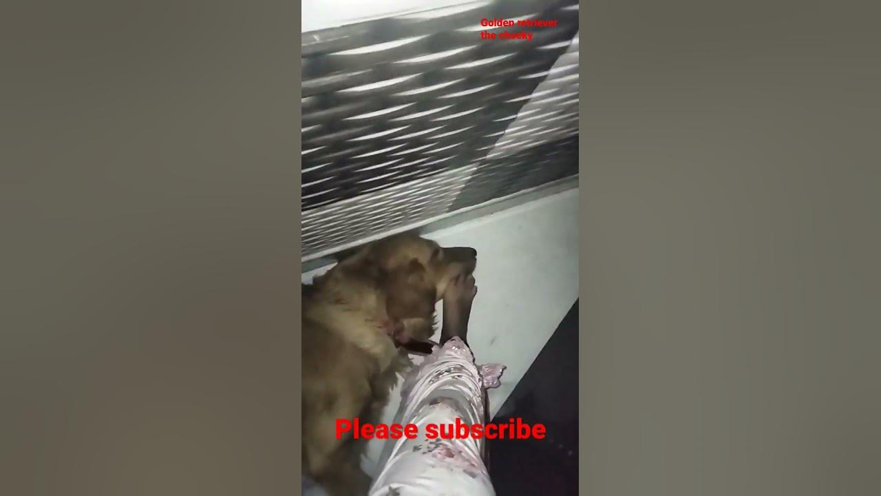 cheeky-ko-nind-me-disturb-kiya-to-cheeky-ne-kath-liya-goldenretriever