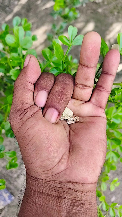 the largest shiny🦟🦗🪲 beetle I have ever found of its kind #insects #nature #beautifulinsects🤨🤣😍P6189