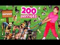 Adoptamos a 200 Perritos Callejeros 🐶 Todos viven en Casitas de Lamina 🏠