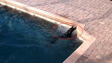 Reolink Captures: Mokas 1st swim