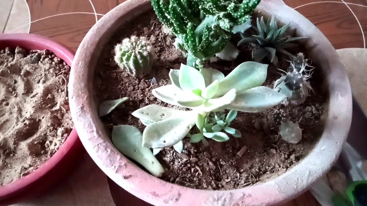 How to Repot Echeveria How to Grow From Leaves information Urdu Hindi