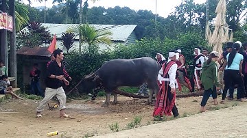 Lễ hội đâm trâu của đồng bao Phước sơn...