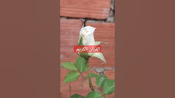 القرآن الكريم بصوت جميل #القرآن_الكريم #اكسبلور #قرآن #quran #عبدالرحمن_مسعد