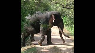 A Massive Tusk Elephant | 巨大な牙を持つゾウ | فيل ذو ناب ضخم | Tusker | Animals | Wildlife | Safari #Shorts
