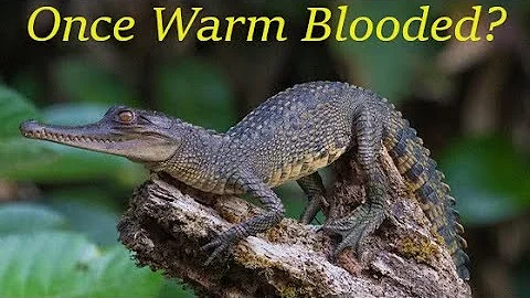 Warm Blood Crocodiles? The Endothermic Ancestry of Crocodilians. Part 1: The Evidence - DayDayNews