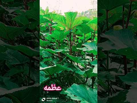 الشيخ سيد سعيد روقان متع سمعك وبصرك بجمال وروعة الفيديو اكسبلور مصطفى عبدالعليم الرحمن ترند