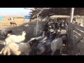 Aylık 4 bin liraya çoban aranıyor!