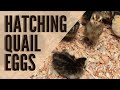 Hatching our Quail Eggs (in our Brinsea Ovation)