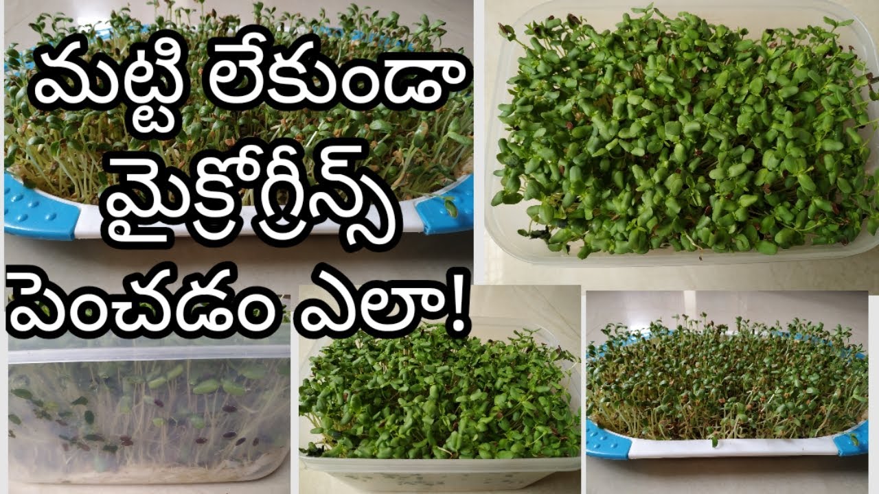 మట్టి లేకుండా మైక్రో గ్రీన్స్//Microgreens without soil/How to Grow