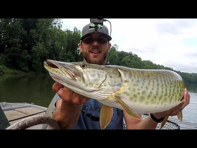 Musky 101: How to Fish for Musky in Virginia 