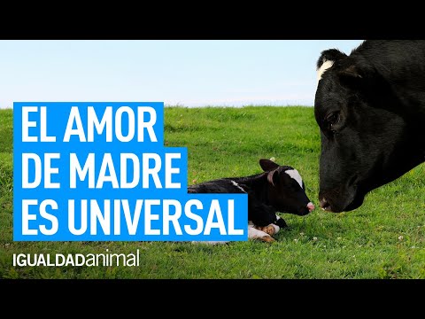 Feliz Dia de la Madre