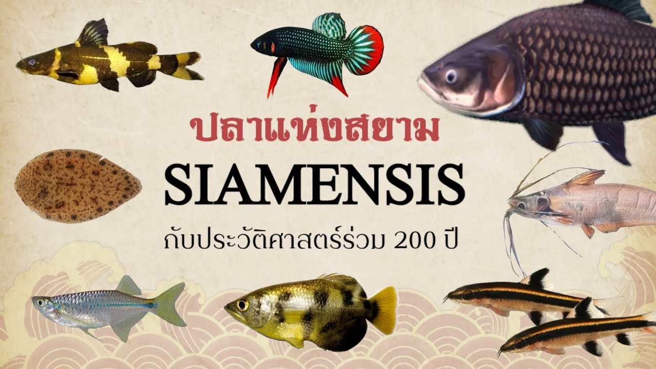 21 ปลาแห่งสยาม สมญานาม 