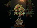 Bonse buah murbai di depan rumahku kak.#bonse #orchid #masukberanda #alam