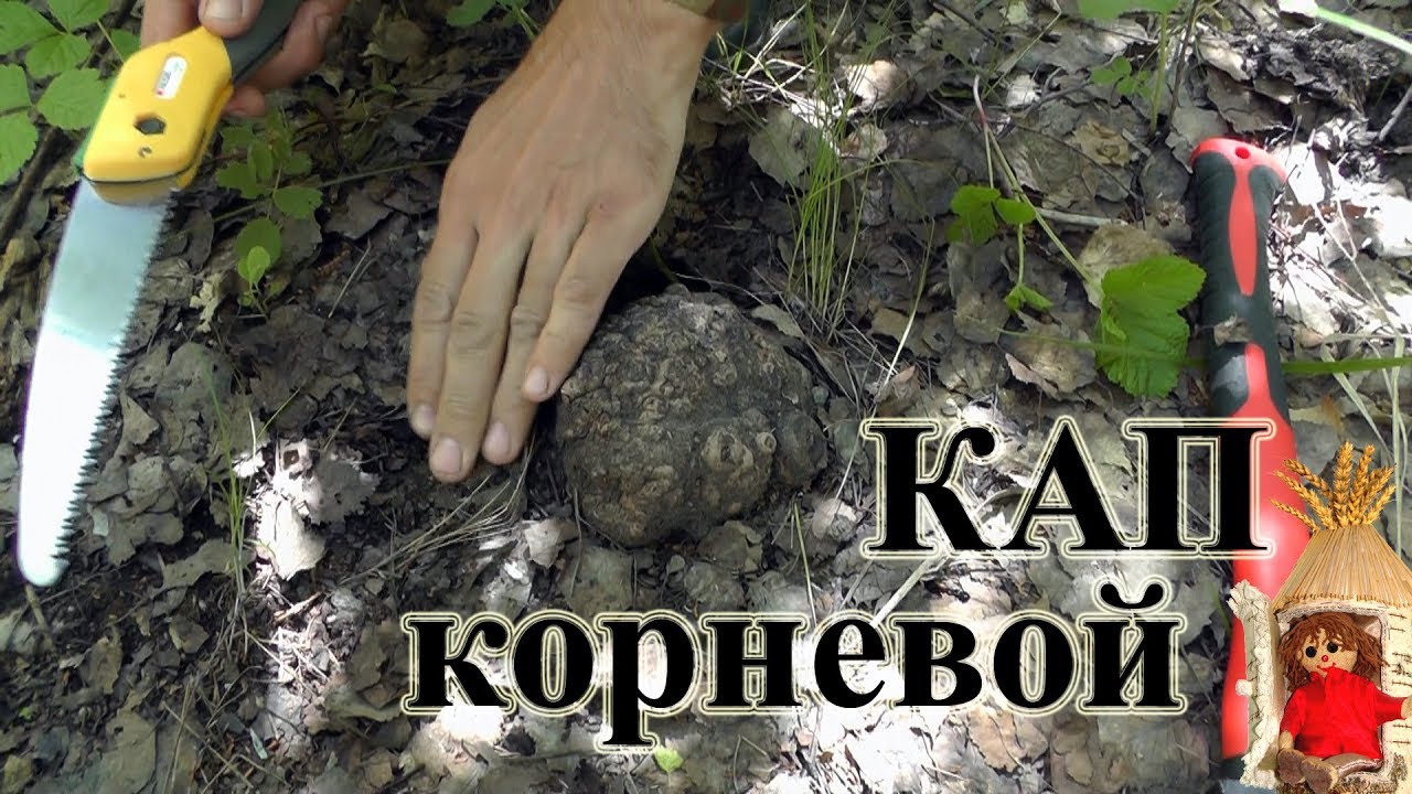 Капот какой корень