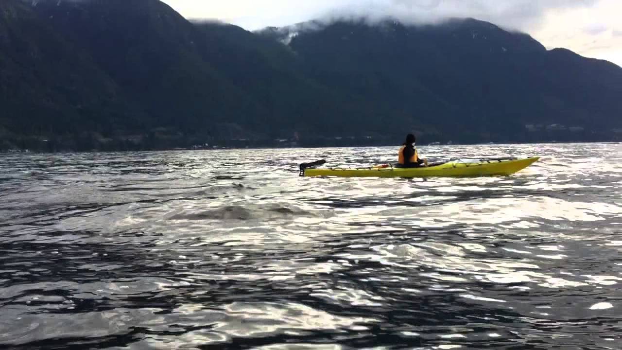 Kayaking with Dolphins near Vancouver YouTube