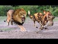 Mother Lion Save Lion Cubs From 10 Wild Dogs - Epic battle! Wild Dogs vs Lion