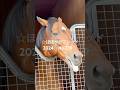 ☆サトノダイヤモンド☆ほぼサラブレッド2024☆No.239☆8月3日☆ #サトノダイヤモンド #satonodiamond #horse #馬 #サラブレッド