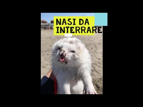 Video: Come Lavare Un Furetto