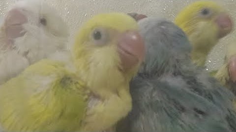 Quaker Mutations Live