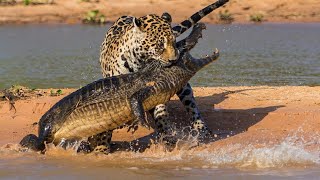 Top 10 Most Dangerous Animals In The World You Should Run Away From