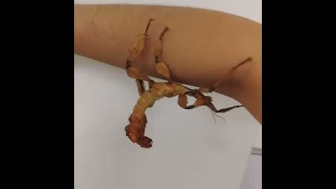 Two Giant Bugs || ViralHog