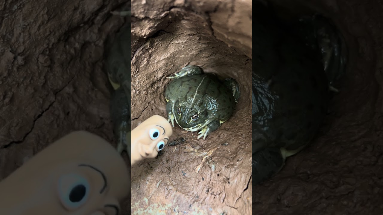 ¡Tung Tung Sahur no deja en paz a la rana gigante! 😂🐸