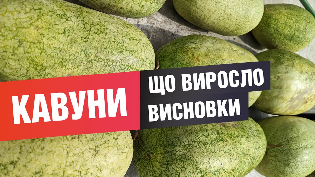 Кавуни, результати сезону. Що виросло, як ростила, висновки.