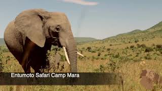 Entumoto Safari Camp Mara