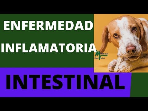 Video: Consejos para la salud del perro: preguntas frecuentes sobre la enfermedad inflamatoria del intestino canino