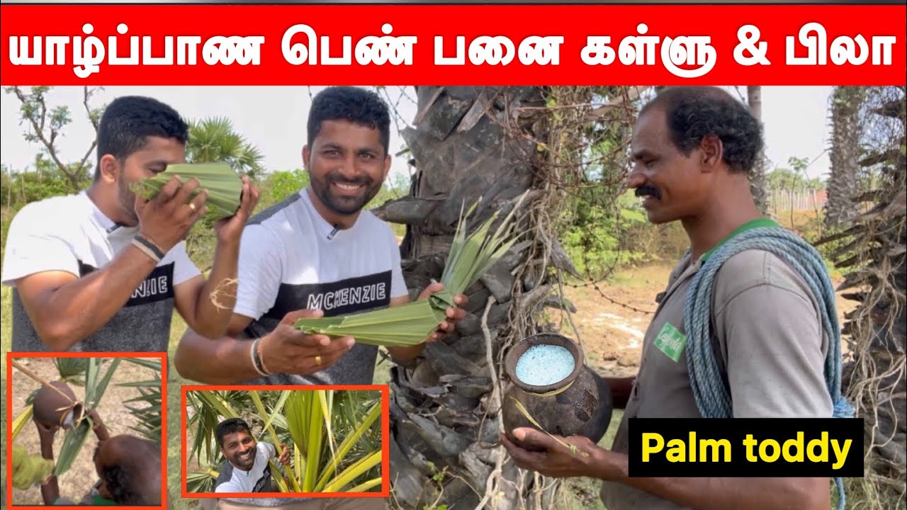 யாழ்ப்பாண பெண் பனை மர கள்ளு🌴மர ஏறி குடிப்பமா? | jaffna palm toddy | mathusan view