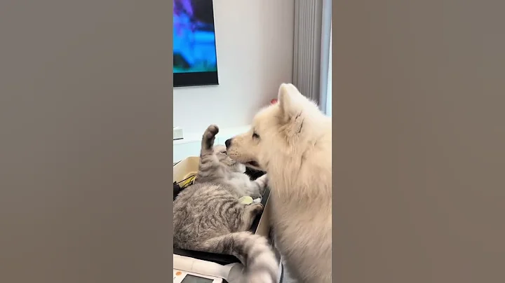 Video 9719301: maine coon cats sphynx, maine coon persian cat, sphynx cat compilation, maine coon cat reactions, maine coon cat playing