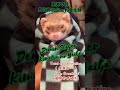 ferret Aitaro transformed into a Tanjiro by damon slayer (kimetsu no yaiba) ferret videos #shorts