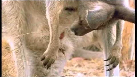 Che malattie portano le piattole?