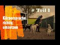 Körpersprachliche Hundeerziehung ohne Futter Hundetrainer Steve zeigt wie es funktioniert 6