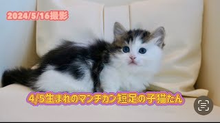 【4/5産まれマンチカンこねこ初投稿】ブラウンタビーホワイト短足男の子さん